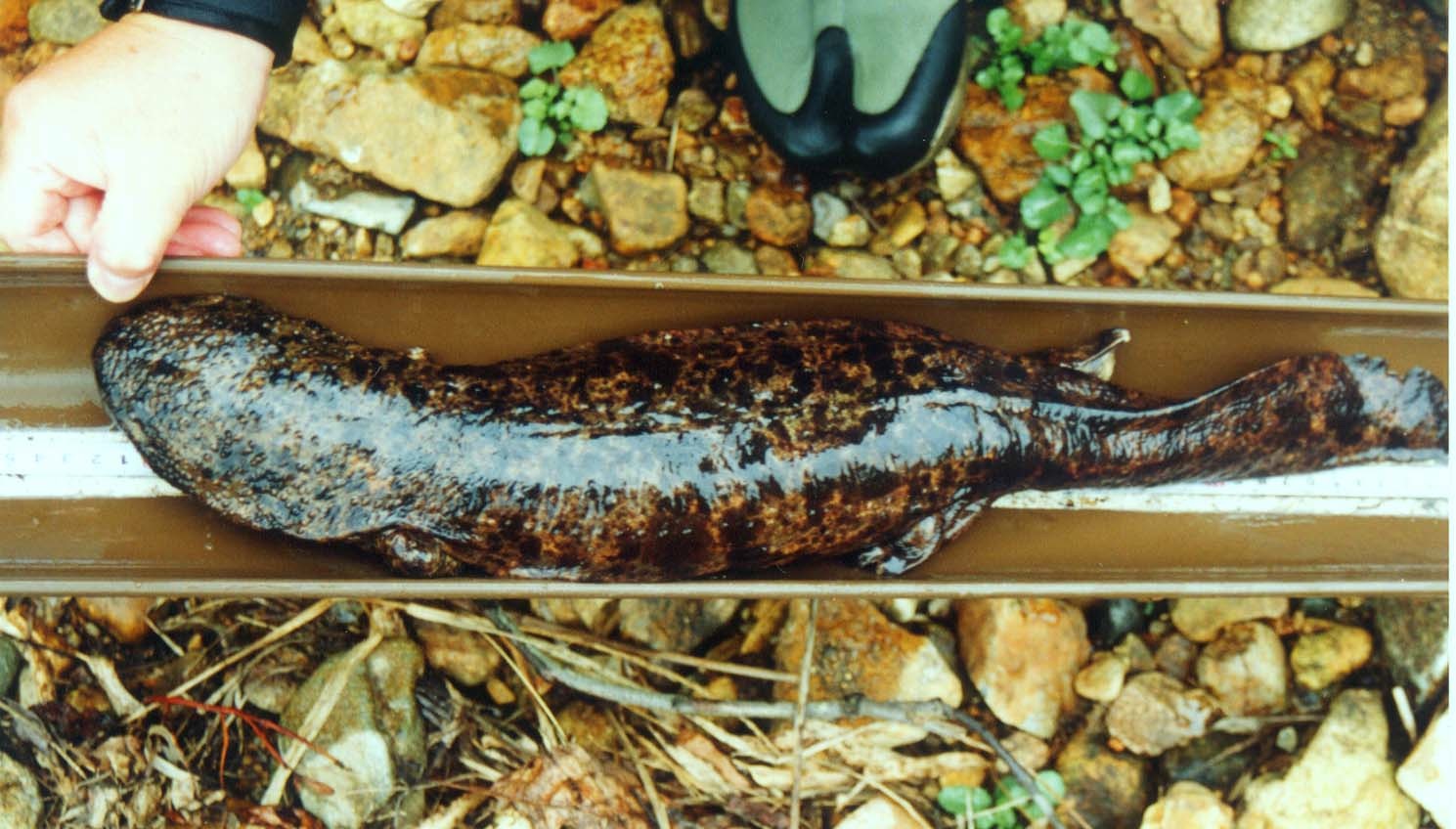 Andrias japonicus Female 1